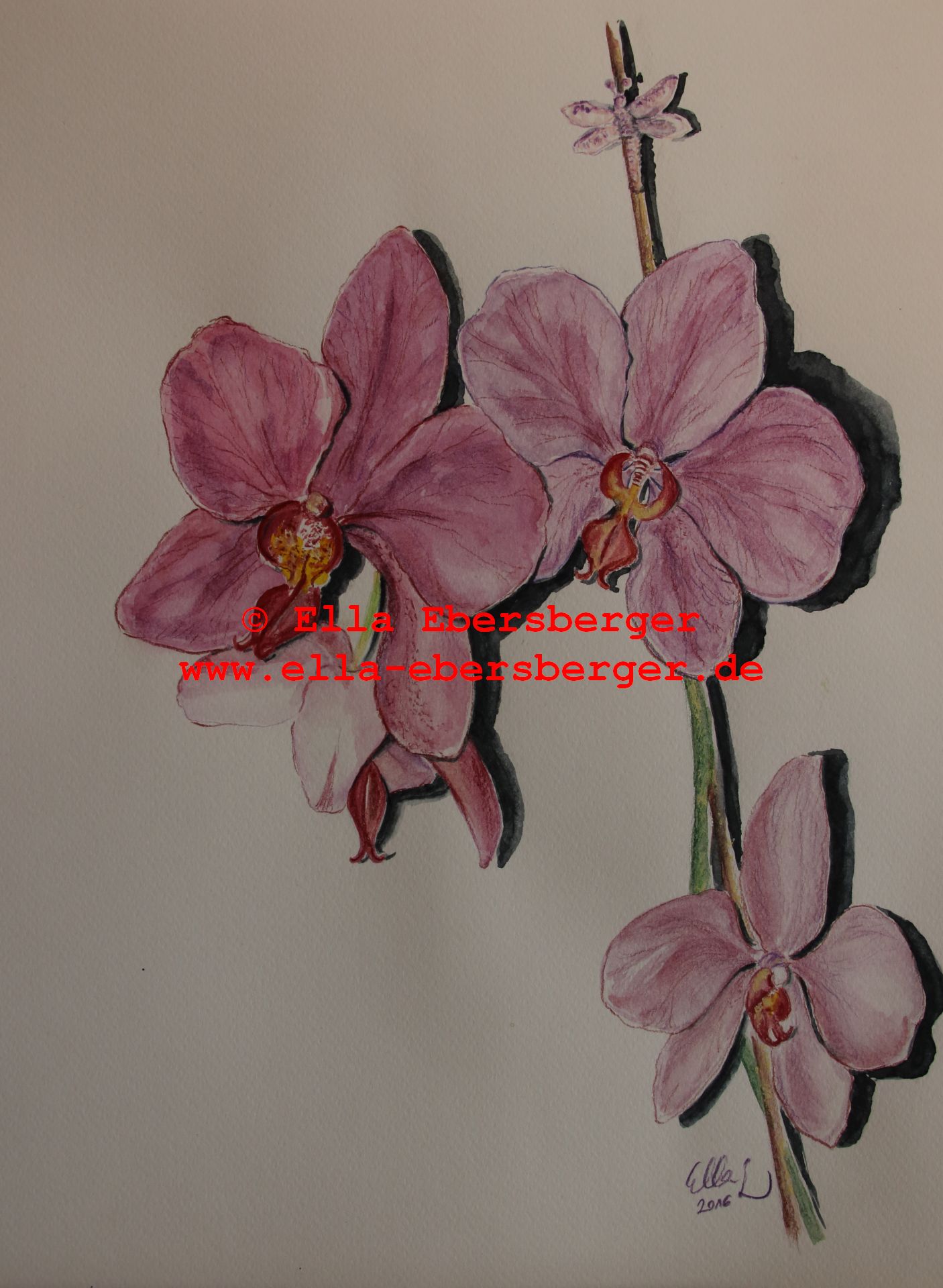 14. Orchideen