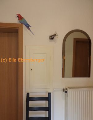 Papagei auf der Tür